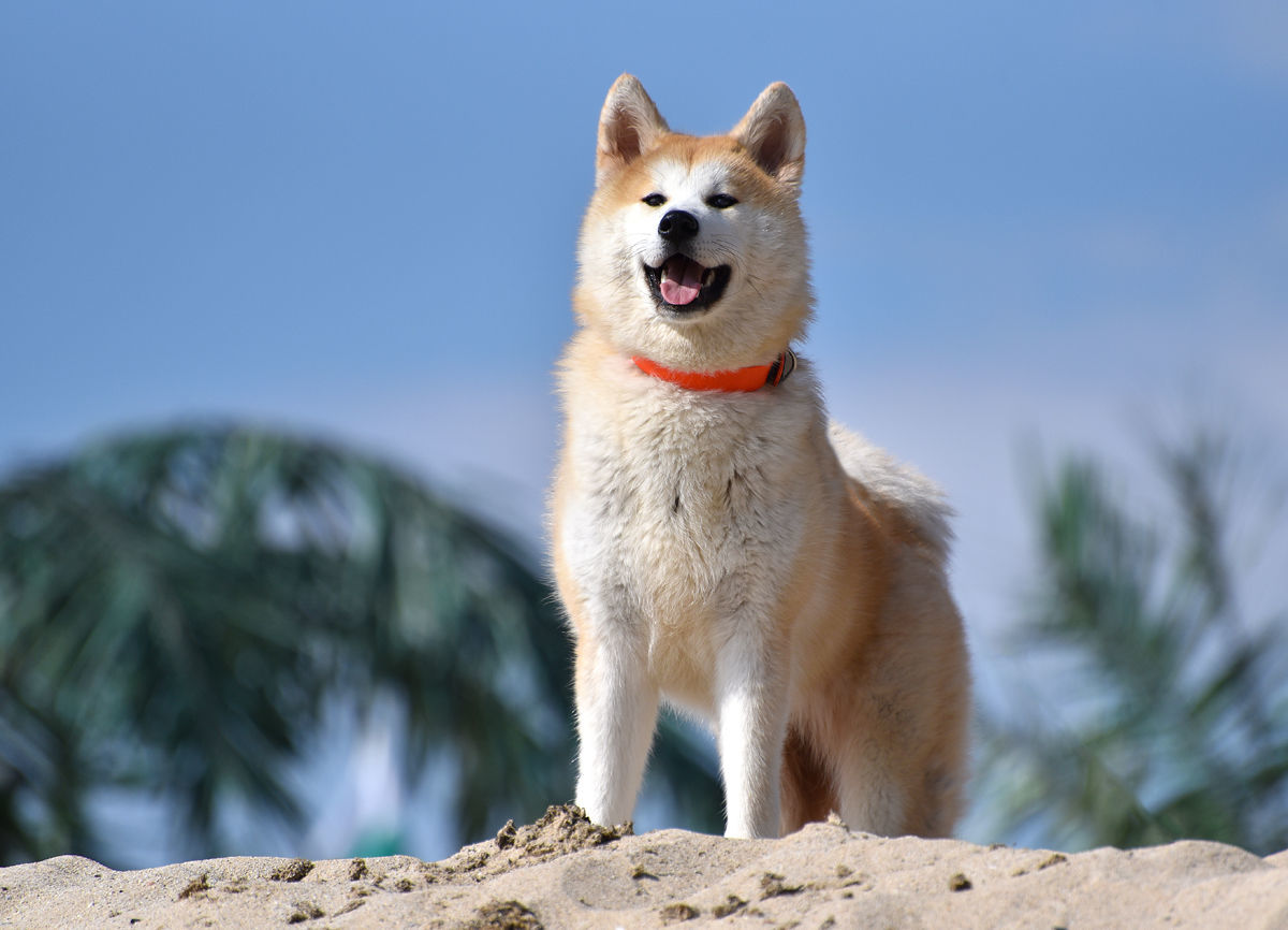 Akitas